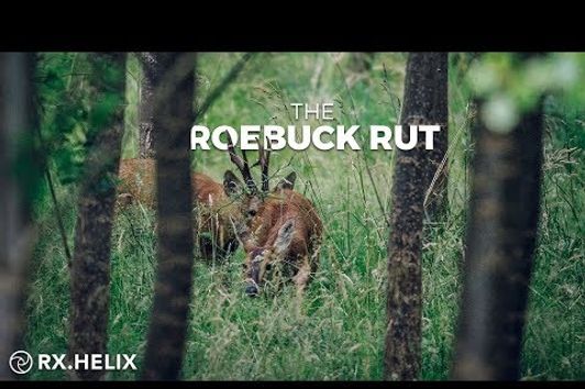 The Roebuck Rut | Hunting Magic Moments