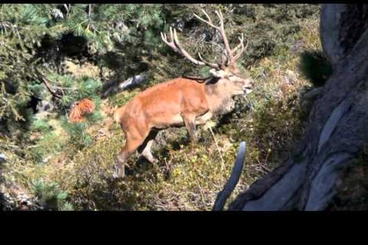 Hirschbrunft in den Zillertaler Alpen 2015