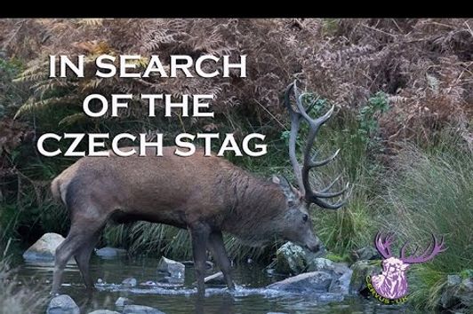 IN SEARCH OF THE CZECH STAG
