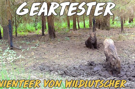 Pinienteer von Wildlutscher im Test