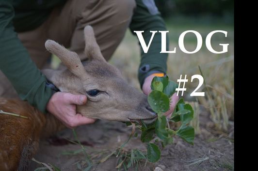 Jagd Dreispross VLOG#2