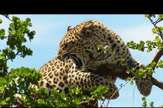 Tanzania Buffalo and Leopard Hunt 2015 with PD SAFARIS