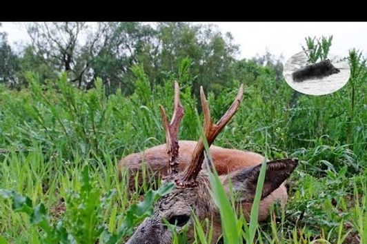 Searching for a medal roebuck #4 - Polowanie na rogacza - Rehbockjagd - chasse brocard