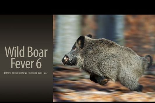 Wild Boar Fever 6 - trailer 2 - Hunters Video