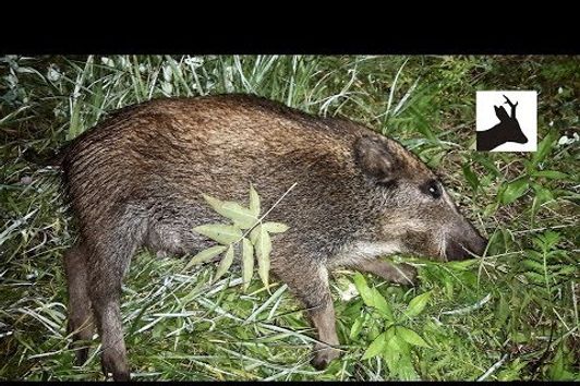 Stalking wild boar at night - Nocne polowanie na dziki - Chasse Sanglier - Saujagd