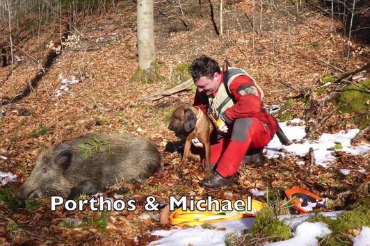 Die gerechte Fährte - 🐗 erschwerte Nachsuche Sau