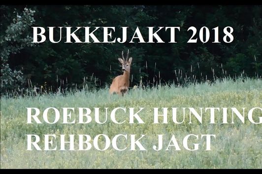 Bukkejakt 2018/Roebuck hunting/Rehbock jagt