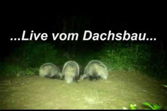 Jungdachse im Mai - badger, hunting, dachsbau, jagd, jakt,