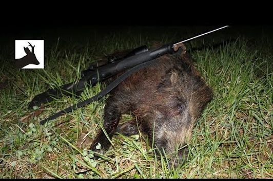 Stalking boar - Polowanie na dziki z podchodu - Chasse Sanglier - Saujagd 2017