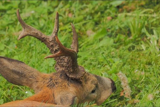 Erfolgreiche Bockjagd mit der Kamera festgehalten - Bockjagd in Pommern - Polen!