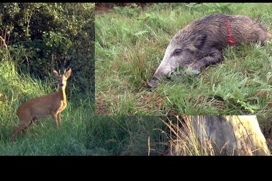 Rehwildjagd im September