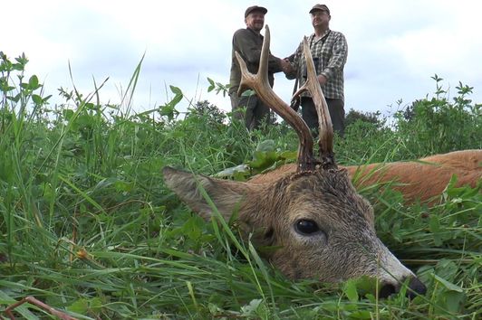 Goldmedaillenbock und faszinierende Jagdszenen aus Pommern und Masuren - Bockjagd in Polen