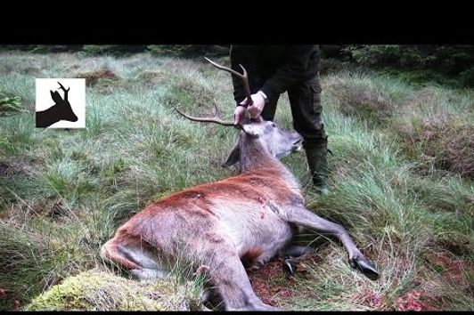 First red stag of the season 2011. Scotland. Deer stalking / hunting / shooting.