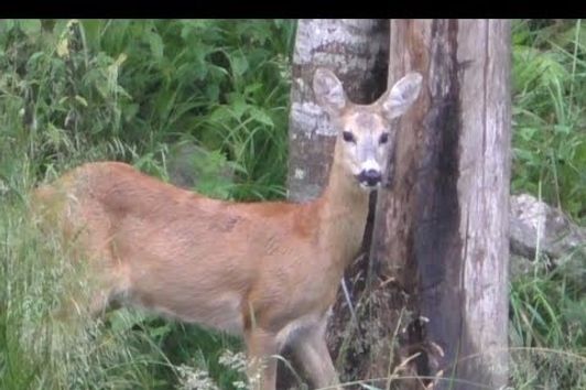 Bockjagd im Gebirge