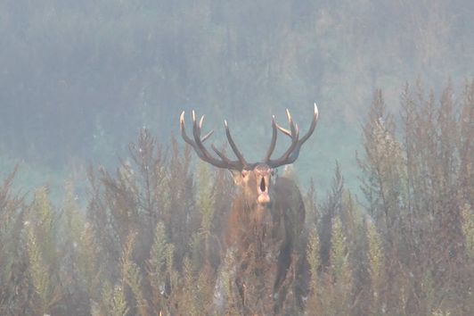 Hirschbrunft und interessante Hirsche in Masuren satt!