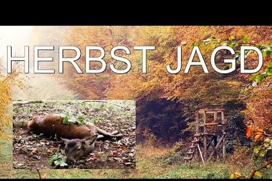 Jagd auf Rotwild im Herbstwald - Erlegung von Kahlwild