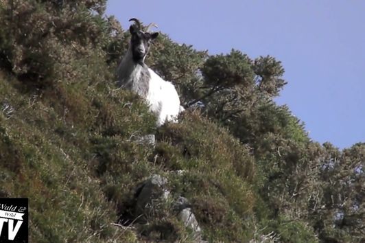 Wald & Wild TV - Episode 1- Jagd auf Feral Goats in Snodonia, Wales