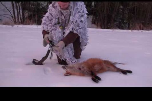 Fox calling and badger hunt, Lokkjakt på rev og grytjakt på grävling