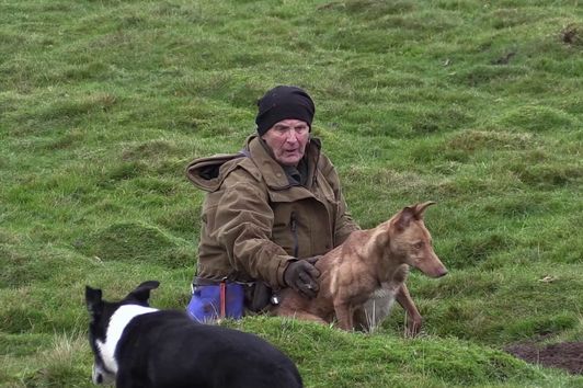 Rabbiting in the Dales