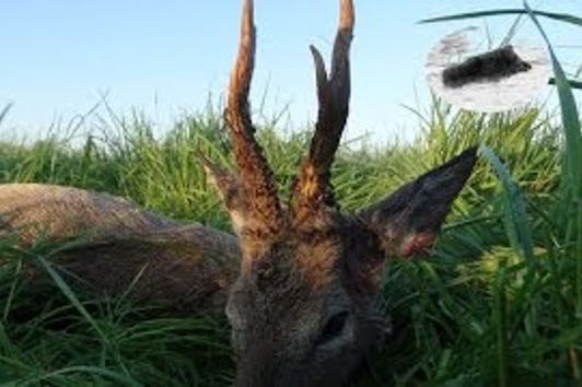 Roebuck hunting season started - Rozpoczęcie sezonu na rogacze - Rehbockjag chasse brocard