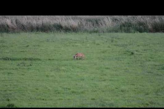 Roebuck hunting in Denmark, 11/7-16