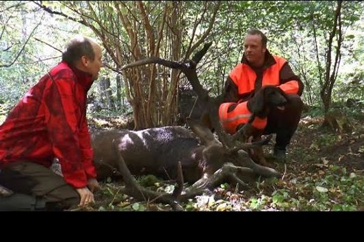 Nachsuche mit Fangschuss auf kapitalen Rothirsch