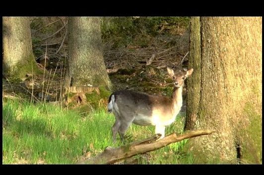 Frühjahrsböcke und Damwildjagd im Mai