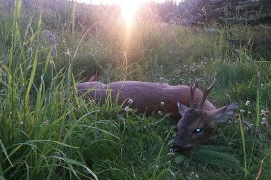 Jagd im Mai 2018-Rehwild und Wildschwein