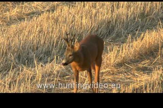 Roe Buck Hunting in Hungary Sükösd (HD)