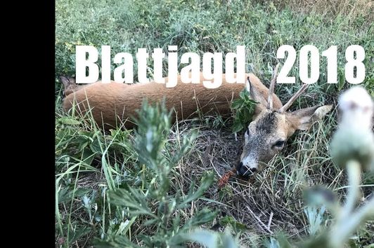 Blattjagd 2018