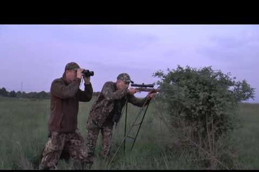 Sau und Rehbock auf der Abendpirsch erlegt! Stalking - wildboer and roebuck downed!