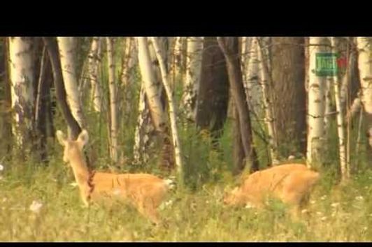 Jagd auf Sibirische Rehböcke in Kurgan