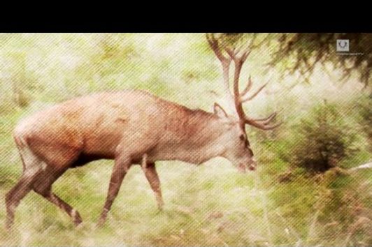 Hirschjagd in Thüringen II / Roaring red stags in Thuringia II