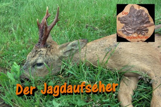 Jagd auf den laufkranken Rehbock