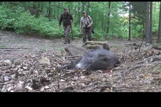 Rehbock und Sau auf der Pirsch in Pommern erlegt! Roebuck and pig downed while stalking!