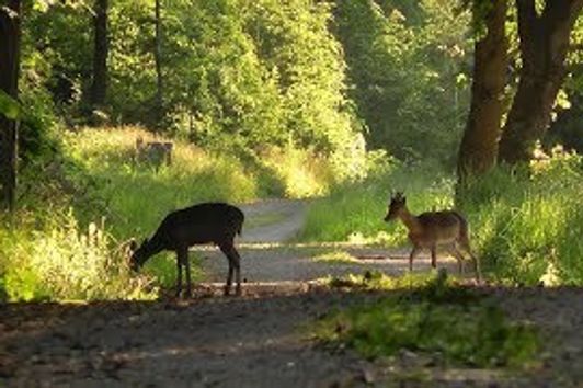 Wild und Jagd im Mai 2018 Teil 2