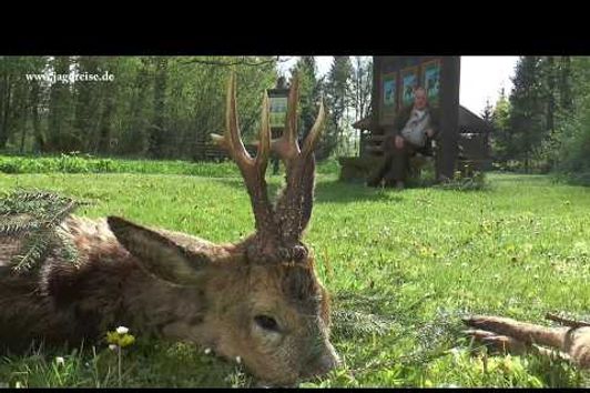 Bockjagd in Pommern - Oberförsterei Polanow!  Roe deer hunt - forestry Polanow!