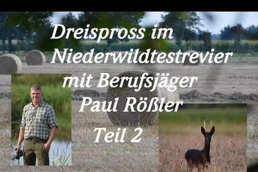 Im Niederwildtestrevier mit Berufsjäger Paul Rößler Teil 2