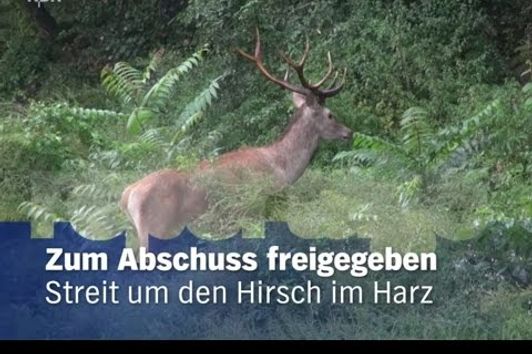 Streit um den Hirsch im Harz - Zum Abschuss freigegeben [Doku]