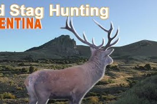 Red Stag Hunting (chasse) In Patagonia 1/2 By Ovini Expéditions  2018