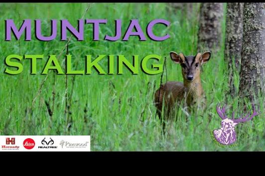 MUNTJAC STALKING