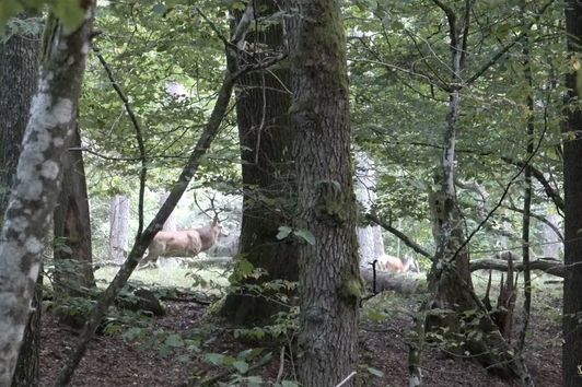 Der Starke vom Erlenbruch - Spannende Pirsch direkt im Einstand gefilmt!