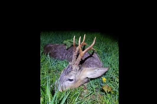 Bockjagdwochenende 2019 Bockjagd Mai