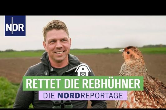 Runter von der roten Liste: die Rebhühner müssen gerettet werden | Die Nordreportage | NDR