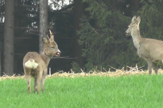 Rehböcke, roebuck, jakt, bock, rehwild, caza, bukke, wildlife, nature,