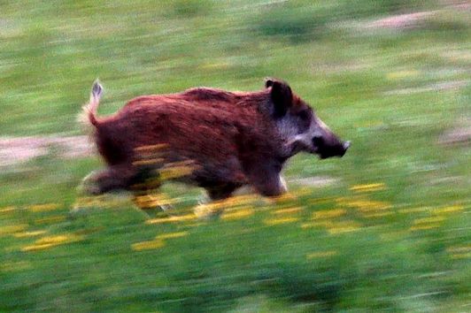 Jagd auf Reh- und Schwarzwild Anfang September 2018