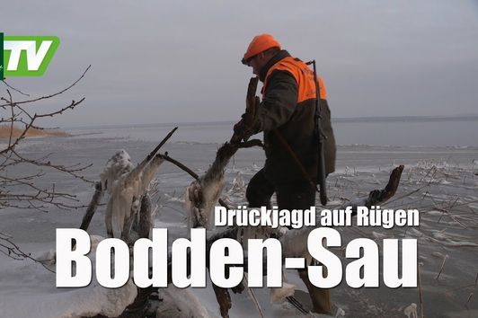 Die Boddensau - Jagen am Bodden auf Rügen