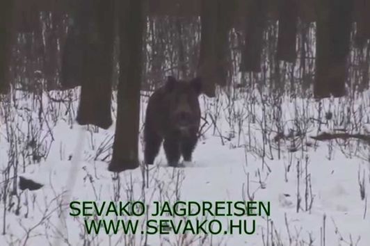 Wild Boar driven Hunt in Hungary  - Saudrückjagd in Ungarn
