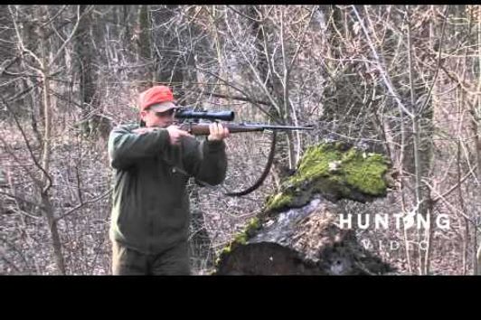 Driven Wild Boar Hunt in Hungary