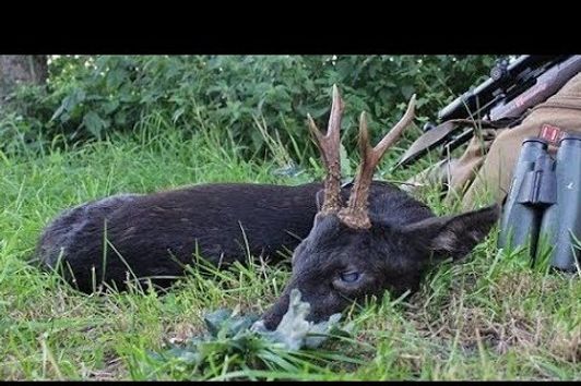 Jagd auf einen schwarzen Rehbock / hunting for a black roebuck - Hunter Brothers